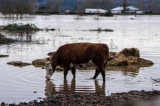 Estado de Washington sufre inundaciones históricas que destruyen casas y dejan familias varadas