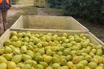 Estados Unidos es el principal cliente de jugo de limón de la Argentina