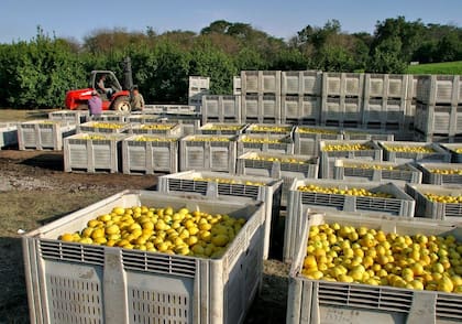 Estados Unidos es uno de los principales destinos de las exportaciones de limones