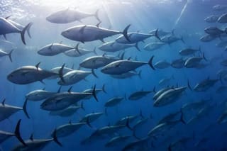 Estados Unidos.- Identifican la dosis letal de plásticos para aves marinas, tortugas marinas y mamíferos marinos