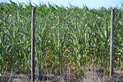 “Estamos esperando el agua, que para la región central es muy importante y muy determinante”, afirmó Russo