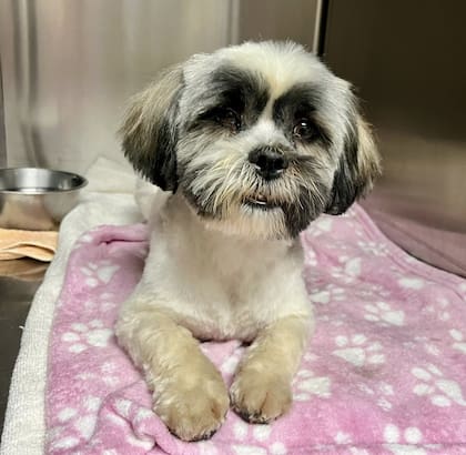 Están felices, aliviados y tan agradecidos de haber sido rescatados.