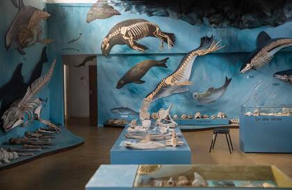 Un sector del museo de mamíferos marinos que armó Natalie Goodall.