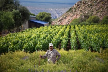 En Estancia Colomé, en Salta, muchos empleados también se ocupan de las tareas de la huerta