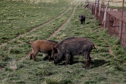En la caminata de cinco kilómetros hasta llegar al Cerro El Tigre se pueden ver jabalíes pastando