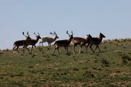 El propietario del campo, de 330 hectáreas, conserva los animales como si fuera una reserva natural
