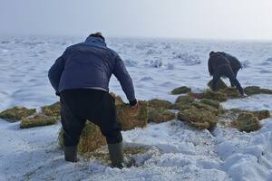 La angustia de un productor que ya perdió más de 400 ovejas por las intensas nevadas