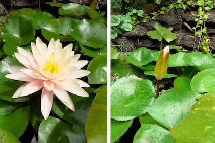Un maravilloso nenúfar en un estanque de jardín