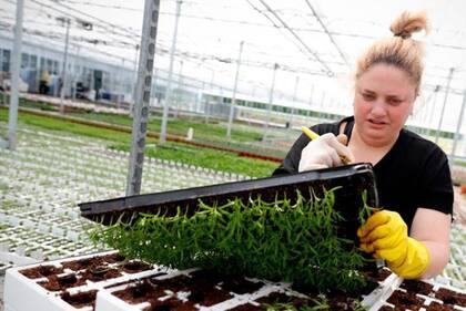 Estanterías vacías y un PBI peor que el de Rusia: 4 síntomas del mal momento que enfrenta la economía de Reino Unido