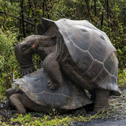 Estar en las Galápagos fue como un sueño... pero las tortugas no los dejaron dormir