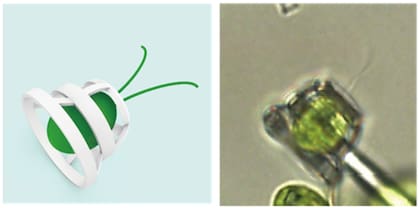 Estas algas solo tienen 10 micrómetros; usan dos flagelos para moverse, en forma similar a la brazada de un nadador, lo que permite fijarlos a las máquinas sin impedir su movimiento natural