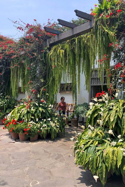 Estas aliadas del paisaje urbano aportan una sensación de bienestar y una estética orgánica que humaniza lo arquitectónico