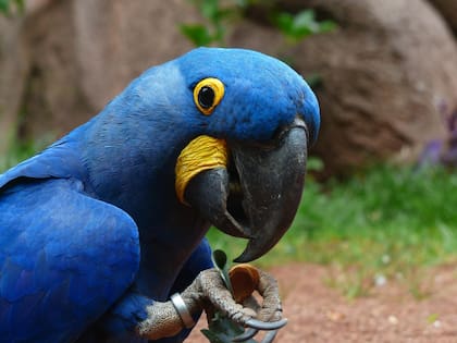 Estas aves inspiraron la película animada Río