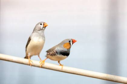 Estas aves tienden a usar elementos más cortos (ya sean palabras o sonidos) cuando están juntando "frases" más largas
