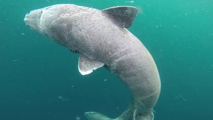 Estas criaturas han sobrevivido a guerras mundiales y revoluciones, pero sucumben a la pesca de red.