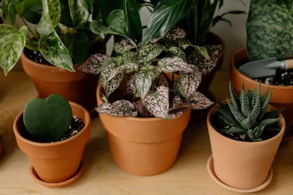 Estas dos especies parecen desafiar las leyes de la jardinería doméstica: Haworthia comptoniana y la Ceropegia woodii. (Foto Pexels)
