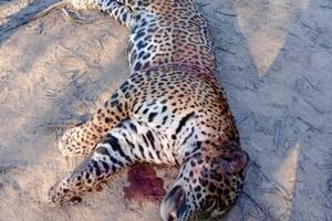 Estas fotografías fueron las que recibieron tanto las organizaciones ambientalistas como la Administración de Parques Nacionales