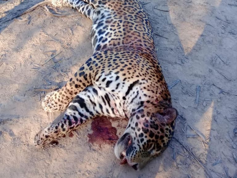 En riesgo de extinción: un grupo de cazadores mató a uno de los cinco yaguaretés que hay en Formosa