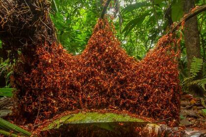 Estas hormigas guerreras o marabuntas de Costa Rica construyen su nido con sus propios cuerpos, colgándose de ramas