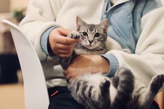 Beneficios de convivir con un gato, según la ciencia