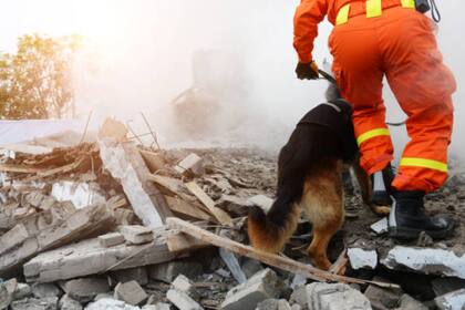 Estas mascotas son utilizadas para operaciones de rescate (Foto Pexels)