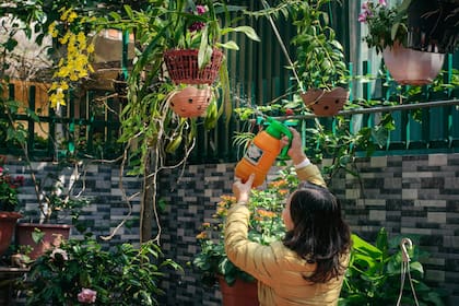 Estas orquídeas florecen cuando están listas. No cuando uno quiere
