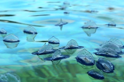 Estas pequeñas criaturas pueden generar irritación en la piel en caso de que haya contacto