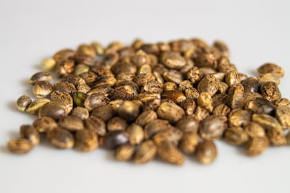 Estas pequeñas semillas de color marrón son ricas en proteínas, fibra y ácidos grasos saludables, incluidos omega-3 y omega-6 (imagen ilustrativa)