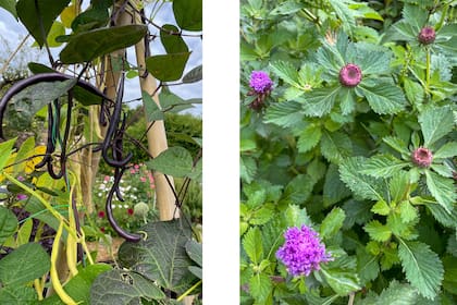 Estas plantas evocan en una sinfonía de colores y fragancias que evocan la tradición británica en el corazón de Normandía