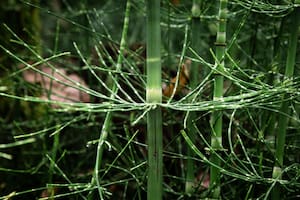 Descubren que plantas prehistóricas pueden producir agua igual que los meteoritos