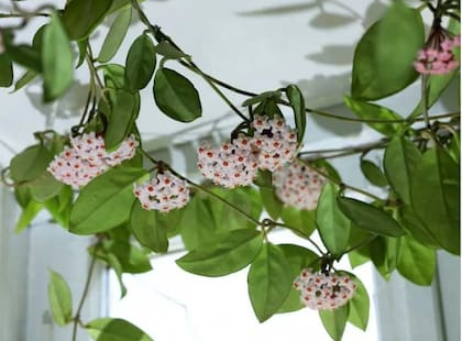 Estas plantas tienen flores que pueden variar en color blanco, rosa o fucsia