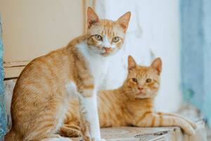 Cuáles son las razas de gatos naranjas, que podrían formar parte de tu hogar