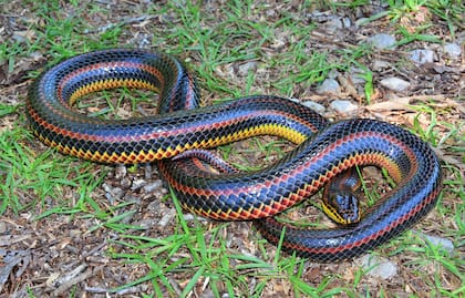Estas serpientes son principalmente de color negro brillante (azul iridiscente a la luz del sol)