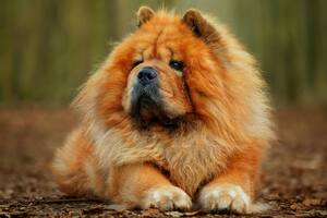 Estas son las 4 razas de perros más lindas del mundo