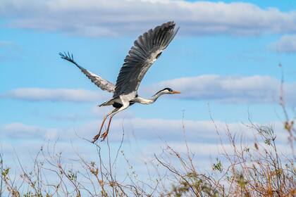 Estas zonas inundables (de manera temporal o permanente) generan ecosistemas especiales y son hábitat para gran cantidad de fauna. Ocupan casi un cuarto de nuestro territorio, están amenazadas y aún sin ley que las proteja