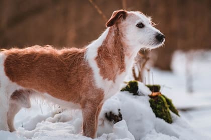 Este 28 de mayo es la fecha en la que se promueve la adopción de los perros mestizos (Foto Pexels)