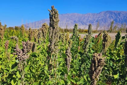 “Este acuerdo nos permite aportar material vegetal con trazabilidad científica y asegurar que su utilización se limite estrictamente a investigación”, señaló Galmarini