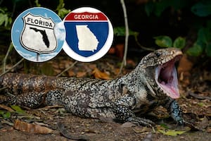 Estos animales invasores de origen latino preocupan a las autoridades de Florida y Georgia