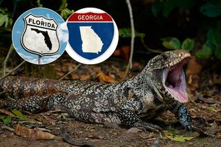 Estos animales invasores de origen latino preocupan a las autoridades de Florida y Georgia