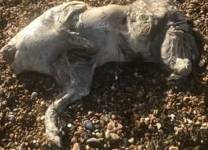 Este "animal" estaba bastante lejos del agua, lo que les resultó aún más extraño, pues en un inicio pensaron que era una foca