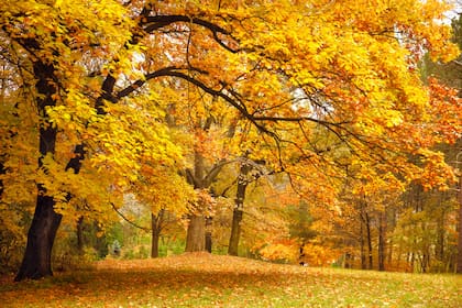 El cambio de color y la caída de las hojas son las clásicas características del otoño