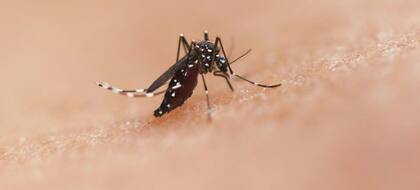 Este año en Nueva York se detectaron 1413 casos positivos de personas contagiadas con el Virus del Nilo Occidental