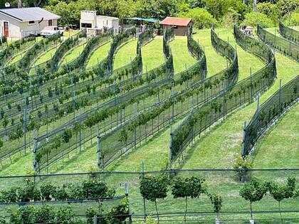 Este año Finca La Granja tuvo su vendimia y empezó el proceso para hacer su primer Malbec