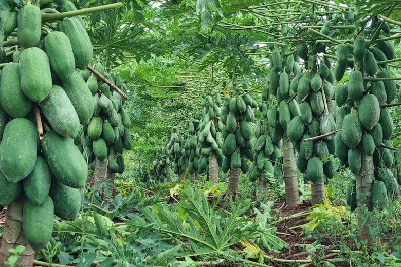 Crisis del mamón: los productores argentinos se enfrentan a la sobrecarga y la caída de precios