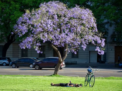 Este año la floración del jacarandá se retrasó por las condiciones climáticas