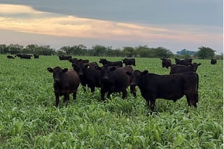 ¿Qué está pasando con una categoría clave de la ganadería argentina?