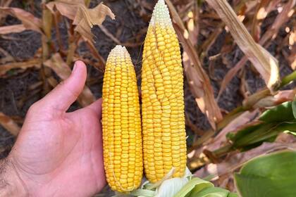 Este año se apuntó más a la siembra temprana por temor a la chicharrita