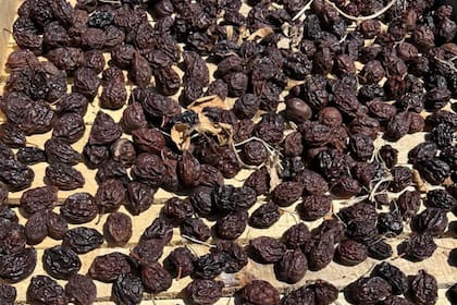 Este año se esperan una producción de 40.000 toneladas de ciruela deshidratada