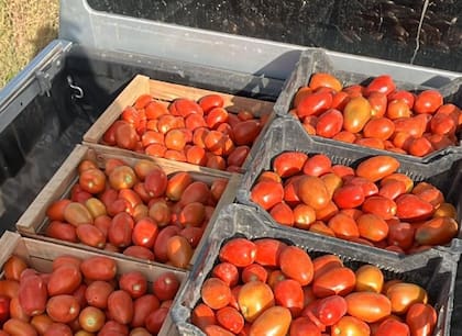 "Este año ya se está importando más. Si esto continúa, las industrias van a dejar de comprar tomate a los productores y van a traer directamente pasta de tomate en tambores desde China o Chile. Es un producto más barato, pero de muy mala calidad”, señaló el gerente