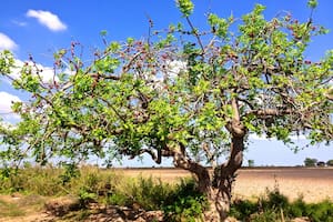 Este árbol de estatura mediana permite tener una buena sombra en el patio de la casa